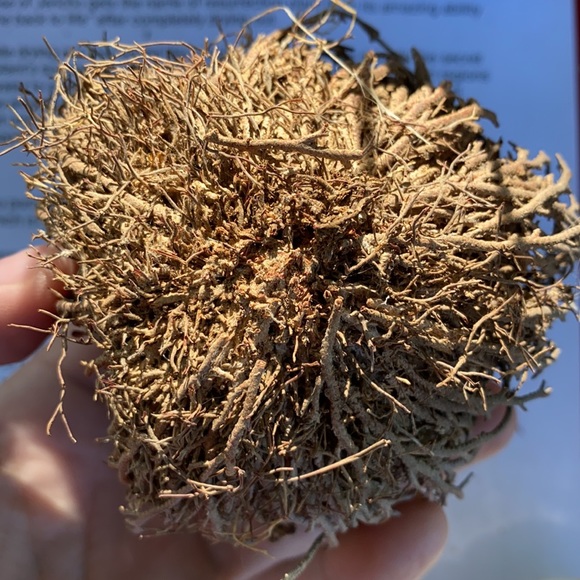 Rose of  Jericho house plant resurrection plant - Picture 3 of 6